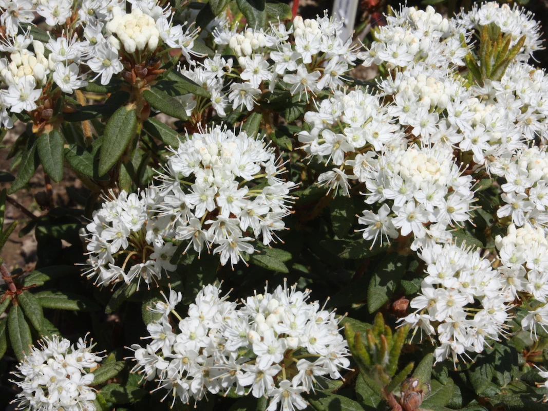 R. groenlandicum